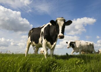 Comment on appel le petit d'une vache ?