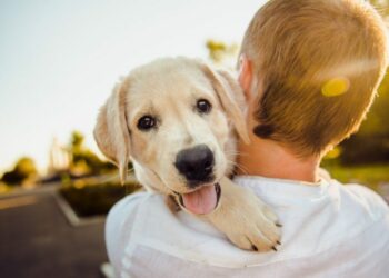 Comment on appelle la maison d'un chien ?