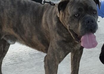 Comment on appelle le mâle cane ?