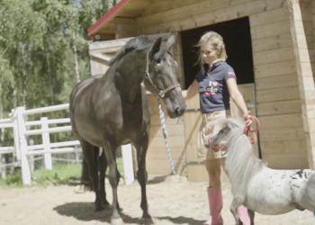 Comment on appelle le petit du cheval ?
