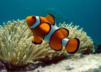 Comment on appelle le poisson en anglais ?