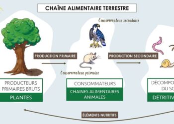 Comment on appelle l'ensemble des végétaux ?