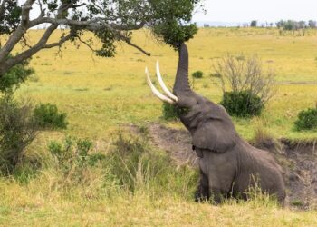 Comment on mange un éléphant ?