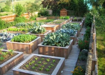 Comment organiser carré potager ?