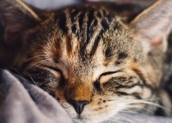 Comment passer une nuit coquine ?