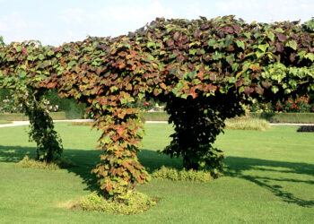 Comment planter de la vigne vierge ?