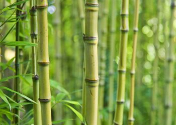 Comment planter des cannes de bambou ?
