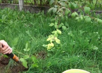 Comment planter des rejets ?