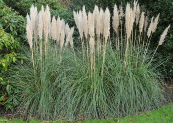 Comment planter herbe de la Pampa Rose ?