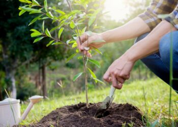 Comment planter un eucomis ?