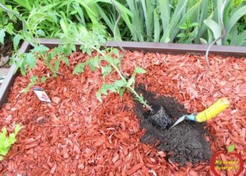 Comment planter un pied de Pampa ?