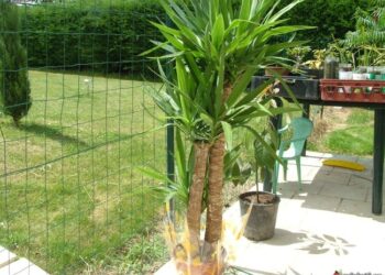 Comment planter un yucca en pleine terre ?