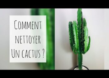 Comment pousse un cactus euphorbe ?