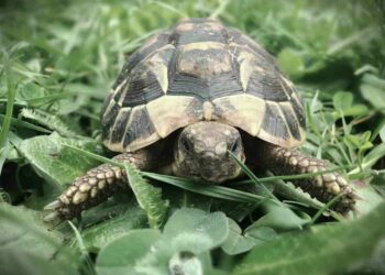 Comment prendre la carapace d'une tortue Minecraft ?