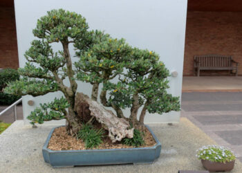 Comment prendre soin d'un olivier ?