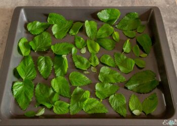 Comment préparer les feuilles de teck ?