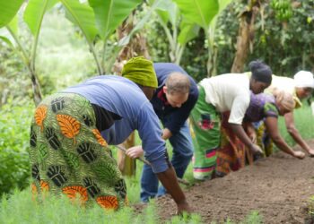 Comment protéger le palissandre ?