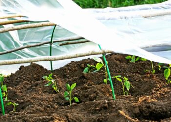 Comment protéger les bambous du gel ?