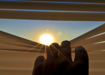 Comment protéger les hortensia du soleil ?