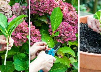 Comment protéger les hortensias du soleil ?