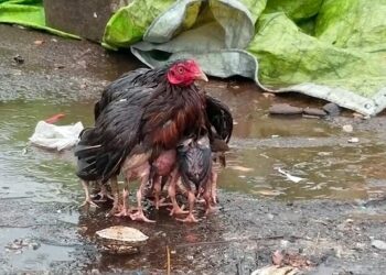 Comment protéger les poules de la pluie ?
