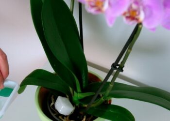 Comment provoquer la floraison d'une orchidée ?