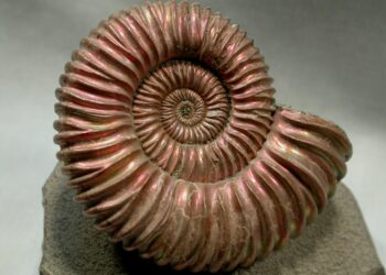 Comment purifier une ammonite ?
