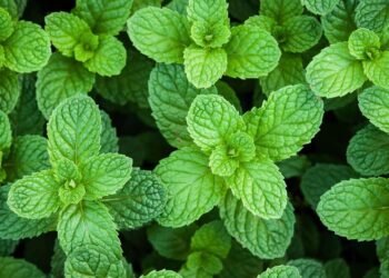Comment rabattre la menthe ?