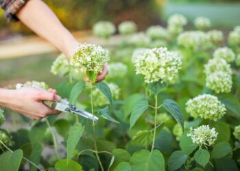 Comment rajeunir un hortensia par la taille ?