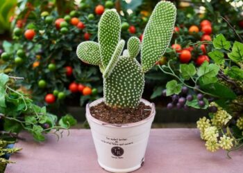 Comment rattraper un cactus mort ?