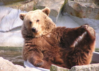 Comment réagir face à un ours noir ?