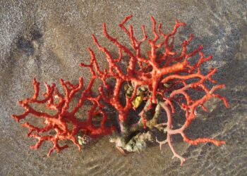 Comment recharger le corail rouge ?