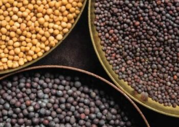 Comment récolter la moutarde ?