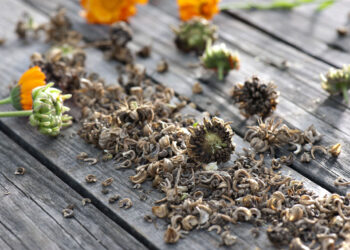 Comment récolter les graines de bleuets ?