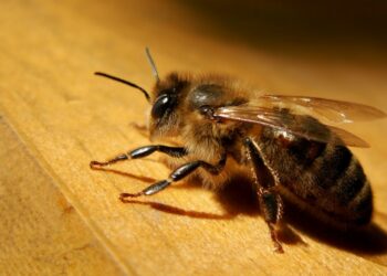 Comment reconnaître abeille mâle ?