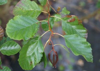 Comment reconnaître de l'aulne ?