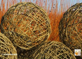 Comment reconnaître de l'osier ?