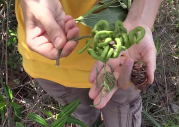 Comment reconnaître l'acacia ?
