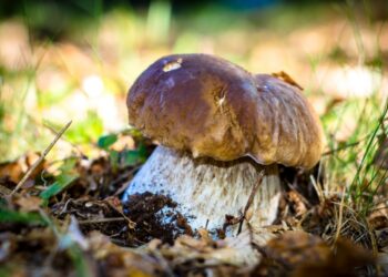 Comment reconnaître le genévrier ?