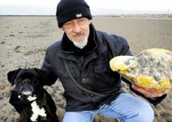 Comment reconnaître le vomi de baleine ?