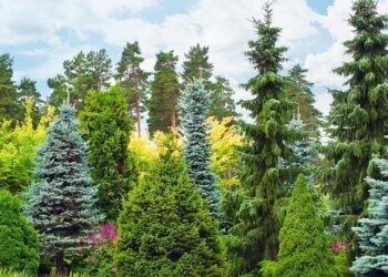 Comment reconnaître les différents conifères ?