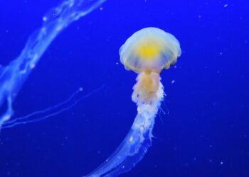 Comment reconnaître les méduses qui piquent ?