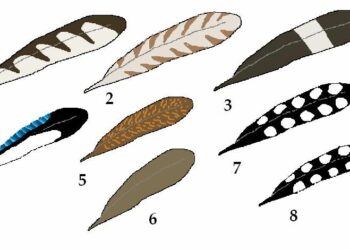 Comment reconnaître les plumes d'oiseaux ?