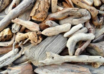 Comment reconnaître un bois flotté ?