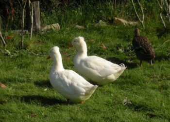 Comment reconnaître un canard mâle ?