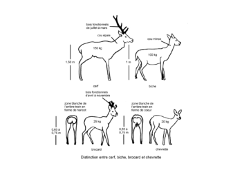 Comment reconnaître un chevreuil ?