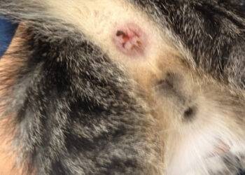 Comment reconnaître un choucas ?