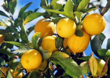 Comment reconnaître un citronnier Meyer ?