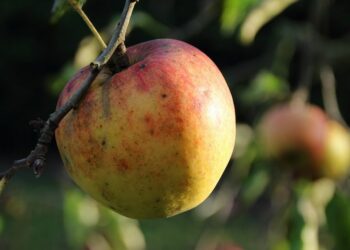 Comment reconnaître un fruit ou un légume ?