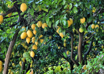 Comment reconnaître un gourmand sur un citronnier ?